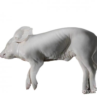 现杀精品猪整只新鲜乳猪冰鲜小乳猪脆皮烤乳猪小香猪小猪仔酒店宴图4