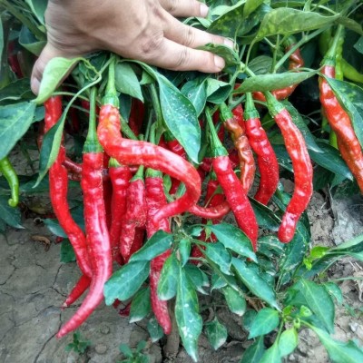 常年销售辣椒系列产品，腌制辣椒，辣椒酱，泡椒图2