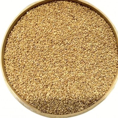 24年新小麦小麦粒散装带皮小麦磨面粉酿酒料饲料用可发芽一件代发图3