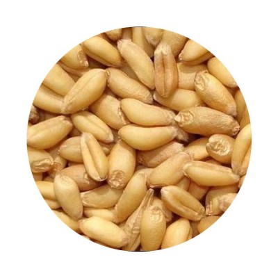 24年新小麦小麦粒散装带皮小麦磨面粉酿酒料饲料用可发芽一件代发图4