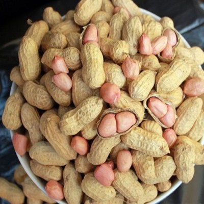 当季新货新鲜带壳花生干生花生白沙花生农家自种晒干一件代发图3