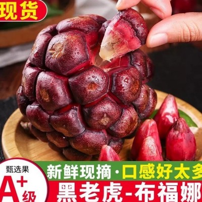 黑老虎布福娜恶魔果5斤新鲜水果野果当季实冷饭团奇异血藤果直播图2