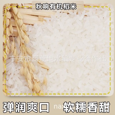 CBA球员代言绿色有机稻花香镜泊湖石板鸭稻米新米厂家直发图2