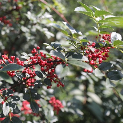 四川汉源红花椒粒500g食用精选调料大红袍麻椒特麻干货家用调味料图4