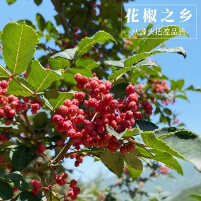 四川汉源大红袍花椒干花椒 红花椒粒花椒粉食用农家青麻椒图3