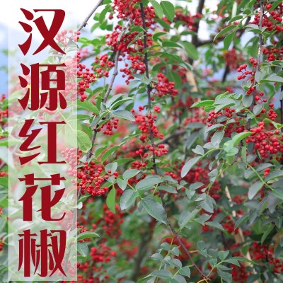 四川汉源大红袍花椒干花椒 红花椒粒花椒粉食用农家青麻椒图5
