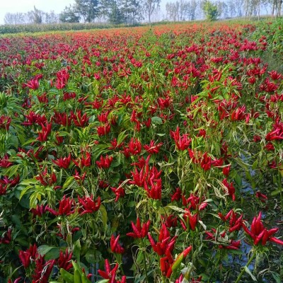 河南新一代干辣椒朝天椒三樱椒大量批发火锅底料厂家现货直销图5