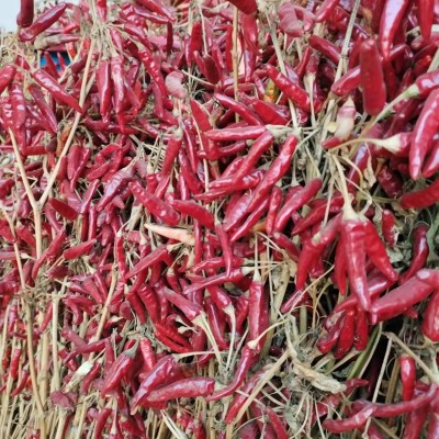 内黄新一代干辣椒大量批发重庆火锅专用特辣香朝天椒厂家现货直销图4