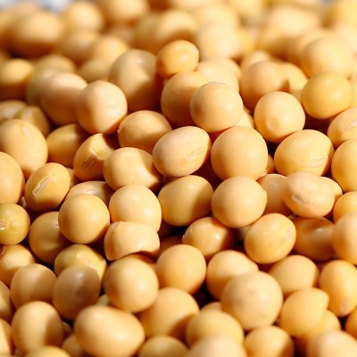 批发发芽小黄豆 厂家销售五谷杂粮原料散装图4