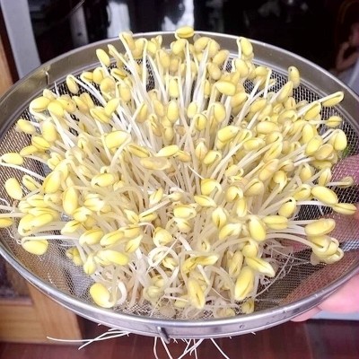 批发发芽小黄豆 厂家销售五谷杂粮原料散装图5