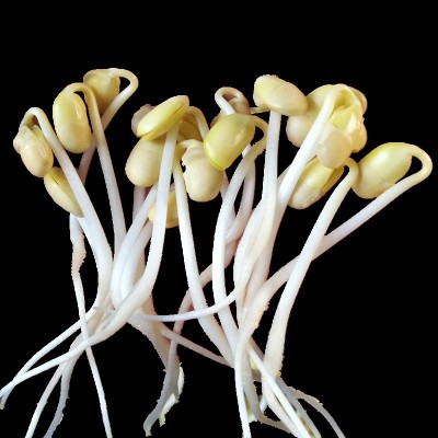 批发发芽小黄豆 厂家销售五谷杂粮原料散装图3