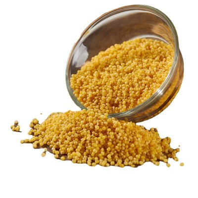 内蒙赤峰小米500g真空养生粥 月子粥 黄小米五谷杂粮一件代发图3