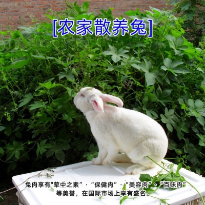 新鲜兔肉大号现杀冷冻生兔肉生鲜食用烧烤食材一只装图5