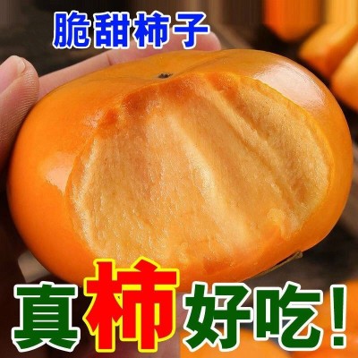 桂林巧克力脆柿子正宗新鲜水果当季冰糖心黄甜硬柿子整箱包邮图3