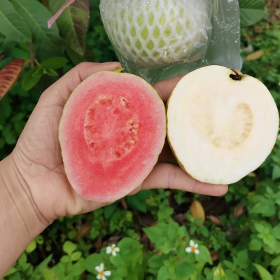 【红白双拼装】广西番石榴奶油芭乐红心芭乐双拼香甜软糯农家果园图2