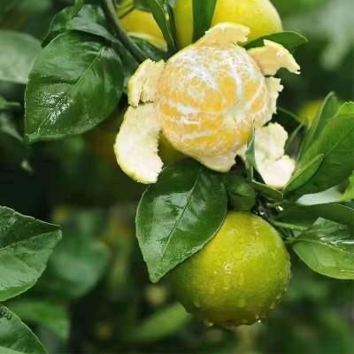 广西老树大果 9斤皇帝柑新鲜水果现摘橘子当季多汁水果整箱直销图3