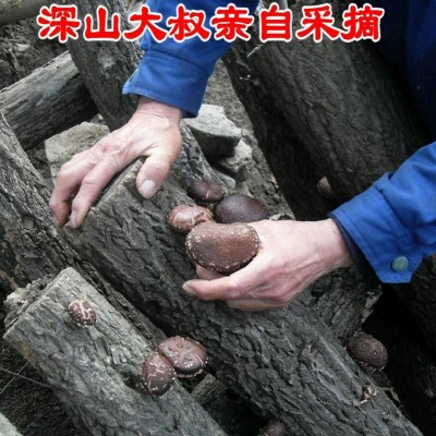 椴木干香菇煲汤食用菌 冬菇蘑菇饱满肉厚香茹干货火锅食材批发图3