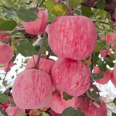 产地直发烟台红富士脆甜苹果 条红全红脆甜红富士支持代发图2