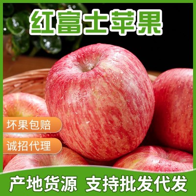 产地直发烟台红富士脆甜苹果 条红全红脆甜红富士支持代发图3