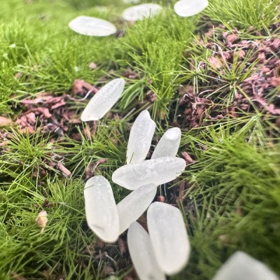 五常大米鸭田香米10斤5kg一袋东北新米稻花长粒香米厂家批发代发图4