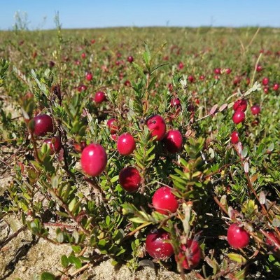 样品国产蔓越莓批发雪花酥蛋糕甜品商用烘焙原料切片整颗蔓越莓干图3