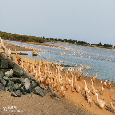 鸭中宝 海鸭蛋 20个/盒（70克） 北部湾流油咸鸭蛋美坚厂 家批发图2