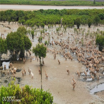 鸭中宝 海鸭蛋 20个/盒（70克） 北部湾流油咸鸭蛋美坚厂 家批发图4