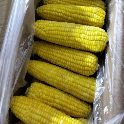 玉米棒糯玉米整箱速冻东北甜糯黄玉米棒花玉米棒速冻黏苞米图3