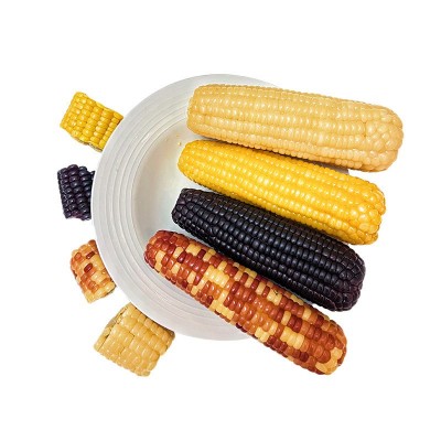黄糯玉米东北黏玉米真空包装粗粮粘苞米黑糯玉米黏玉米棒早餐图5