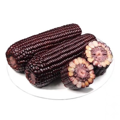 河北黑糯玉米真空10棒8棒粘糯玉米新鲜农家紫玉米棒即食代餐整箱图5