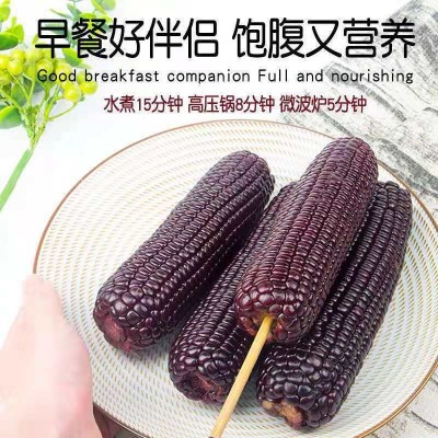 河北黑糯玉米真空10棒8棒粘糯玉米新鲜农家紫玉米棒即食代餐整箱图4