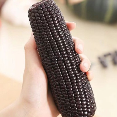 黑糯玉米真空包装香糯甜玉米开袋即食玉米棒子整箱贴牌加工图3