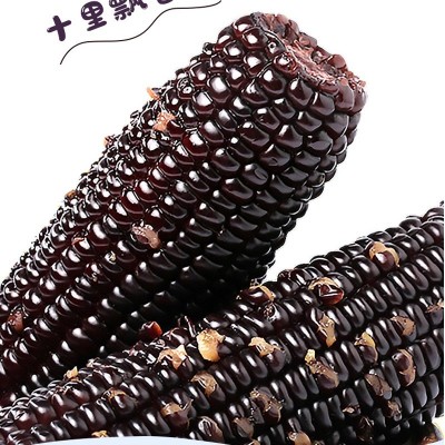 黑糯玉米真空包装香糯甜玉米开袋即食玉米棒子整箱贴牌加工图5
