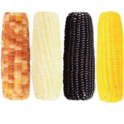 念初好物糯玉米棒子即食批发真空装整箱10根甜玉米一件代图5