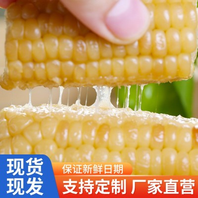 糯玉米棒批发玉米粘玉米新鲜玉米真空花糯玉米黄玉米甜糯玉米图2