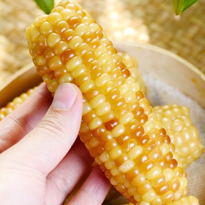 批发香甜玉米粘玉米新鲜玉米黄玉米甜糯玉米真空花糯玉米图4