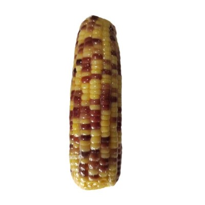 源头厂家直销水果玉米批发真空包装爽脆多汁开袋即食散装花糯玉米图5