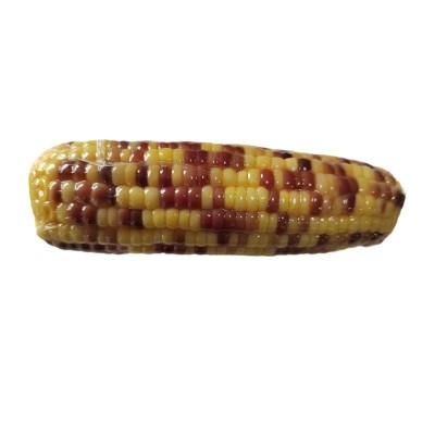 源头厂家直销水果玉米批发真空包装爽脆多汁开袋即食散装花糯玉米图4