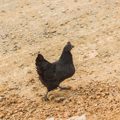 现货供应龙游农家散养母鸡现杀新鲜生鸡肉山林乌鸡厂家供应图4