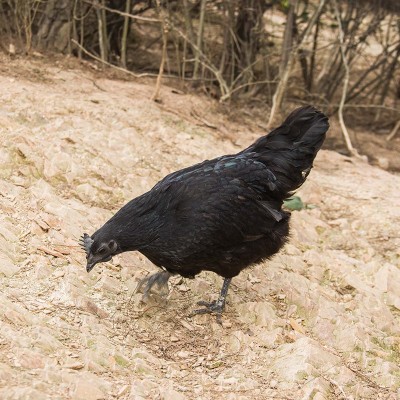 现货供应龙游农家散养母鸡现杀新鲜生鸡肉山林乌鸡厂家供应图2