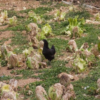 现货供应龙游农家散养母鸡现杀新鲜生鸡肉山林乌鸡厂家供应图3
