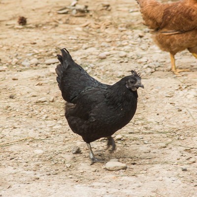 现货供应龙游农家散养母鸡现杀新鲜生鸡肉山林乌鸡厂家供应图5