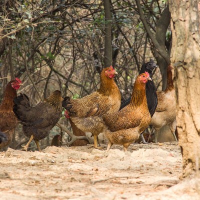 龙游有机认证现杀放养土鸡农家原生态山林散养图3