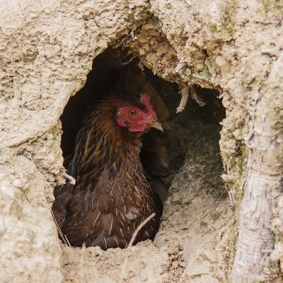 龙游有机认证现杀放养土鸡农家原生态山林散养图2