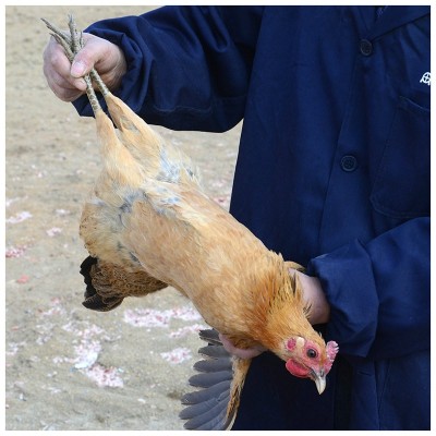 龙游有机认证现杀放养土鸡农家原生态山林散养图4