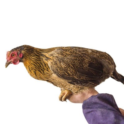 龙游有机认证现杀放养土鸡农家原生态山林散养图5