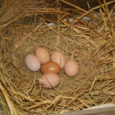 有机认证厂家蛋养殖场礼品盒装 土鸡蛋农家散养 土鸡蛋批发图3