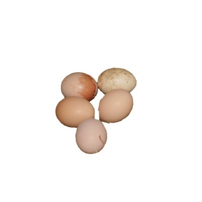 有机认证厂家蛋养殖场礼品盒装 土鸡蛋农家散养 土鸡蛋批发图5