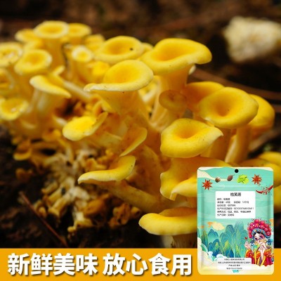 批发榆黄蘑东北野生干货菌菇榆黄蘑鸡油菌新鲜杂菌蘑菇家用榆黄蘑图5