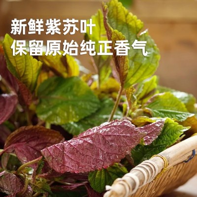 紫苏酱餐饮饭店牛蛙龙虾烤鱼去腥增香香辣料包家用袋装60g紫苏酱图3